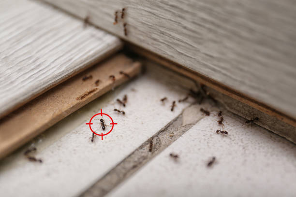 Best Termite Control Services  in Excelsior Springs, MO